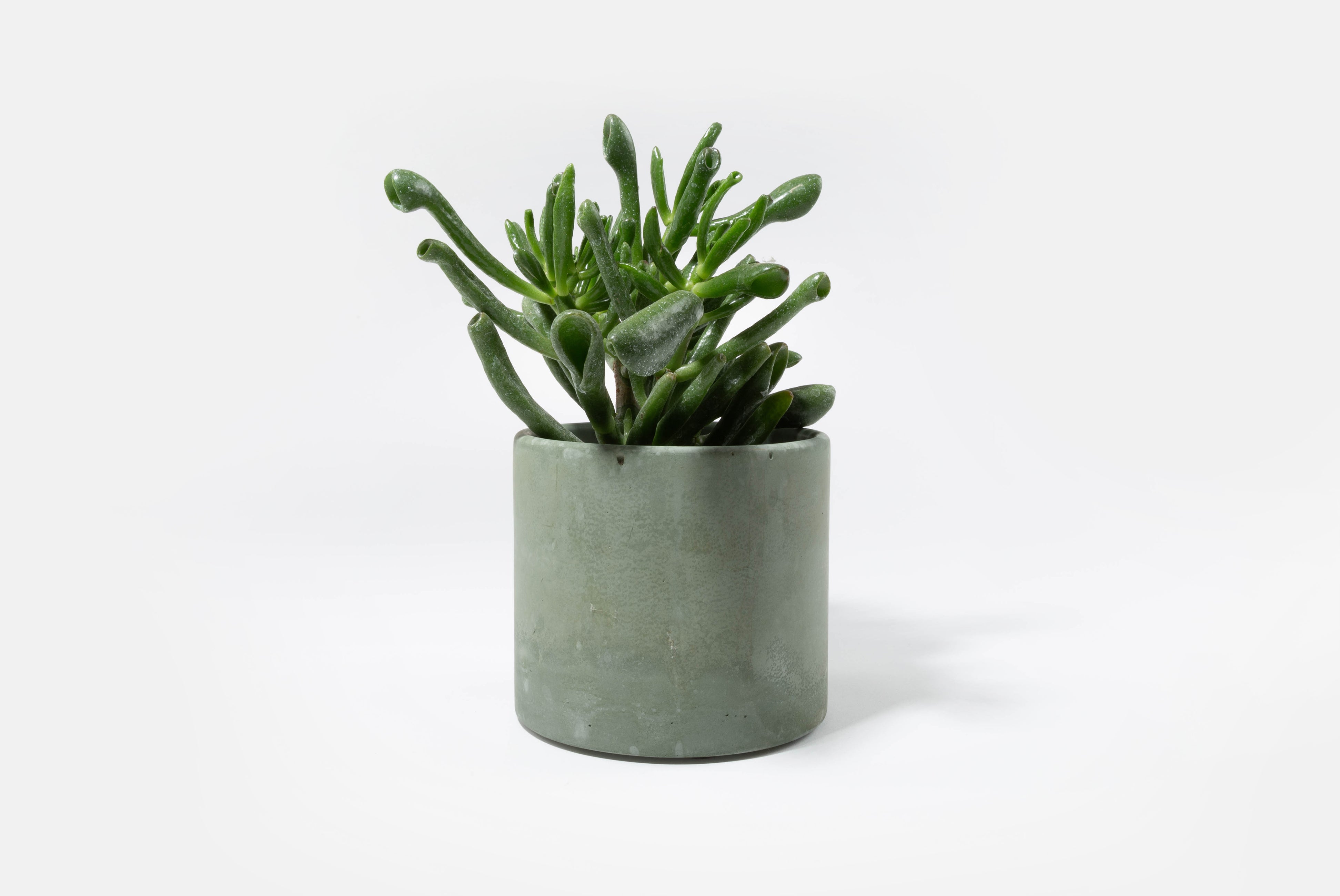 large succulent planter with drainage Concrete 4" Planter with Drainage Hole